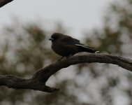 little woodswallow.JPG