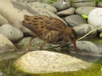 Water Rail 2.jpg