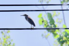 Striated Heron.jpg