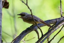 Brown Shrike (fledgling).jpg