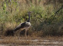 arabian bustard.jpg