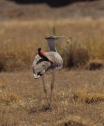 arabian bustart with bee eater.jpg