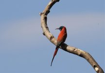 carmine bee eater2.jpg