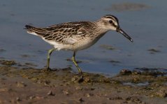 Broad-billed sandpiper Kalloni Salt Pans Channel Karel Mauer 210818.JPG