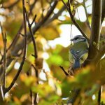 P1990409ed migrant Blue Tit.jpg