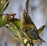 P1990716ed40 migrant Goldcrest.jpg