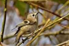 P1990772ed40 migrant Goldcrest.jpg