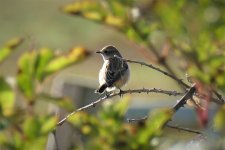 P2000128ed40 Siberian Stonechat @ Gramboro.jpg