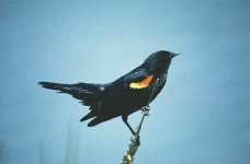 red-winged-blackbird.jpg