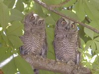 twinowls.jpg