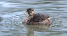 little grebe (Tachybaptus ruficollis) dabchick.jpg