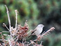 dunnock - DSCN3909.jpg