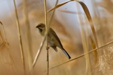 Common Reed Bunting.jpg