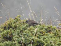 dunnock - DSCN3918.jpg