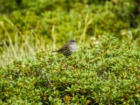 dunnock - DSCN3965.jpg