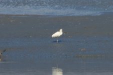 Eurasian Spoonbill.jpg