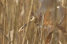 Reed Parrotbill.jpg