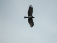 buzzard - DSCN3986.jpg