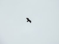 buzzard - DSCN3992.jpg