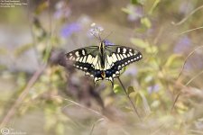 Papilio_machaon_004.jpg