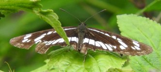 0597 Neptis cf philyra nr Tangjiahae 28-5-18.jpg