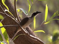 silvery cr friarbird.JPG