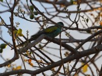 hooded parrot2.JPG