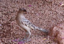 great bowerbird.JPG