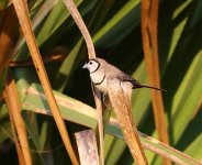 double banded finch.JPG