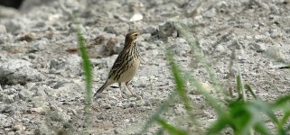 DSC02744 Red-throated Pipit @ San Tin.jpg