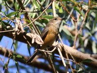 ss shrike thrush.JPG