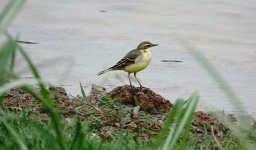 DSC02730 Eastern Yellow Wagtail @ San Tin.jpg