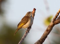 rufous throated.JPG