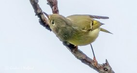 Little Yellowish Grey Bird_DSCN32456BF.jpg