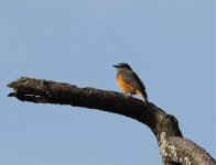 little rock thrush.jpg