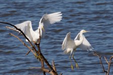 Great Egret.jpg