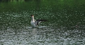 DSC02668 Smew @ San Tin.jpg