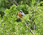 A White-throated Robin, 16.4.15 Paphos, Cyprus no.7.jpg