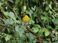 abyssinian oriole.jpg