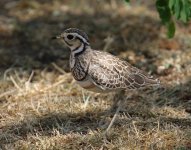 heuglin courser standing.jpg