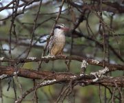 striped kingfisher.jpg