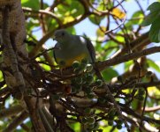 bruces green pigeon.jpg