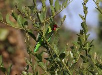 bw lovebird.jpg