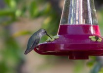 unknown Hummingbird Nov 22 18 IMGP9157.jpg