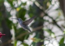 unknown Hummingbird Nov 22 18 IMGP9159.jpg