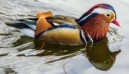 gallery-mandarin-duck.jpg