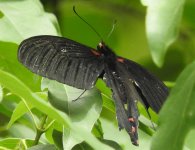 0696 Papilio bootes Tangjiahae 29-5-18.jpg