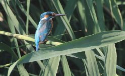 Kingfisher Tsiknias River 210818 image Karel Mauer.JPG