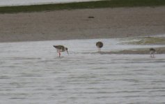 spotted redshank 006.jpg