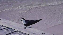 Tern, Bridled 'anaethetus'.jpg